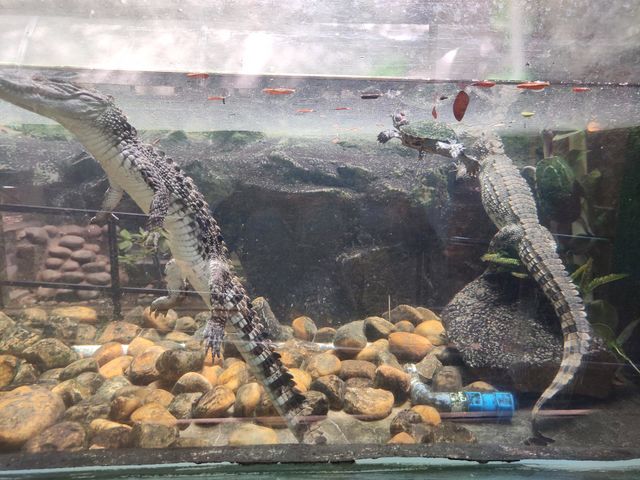 crocodile in fish tank