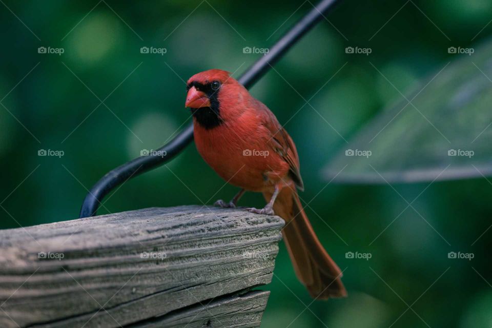 cardinal