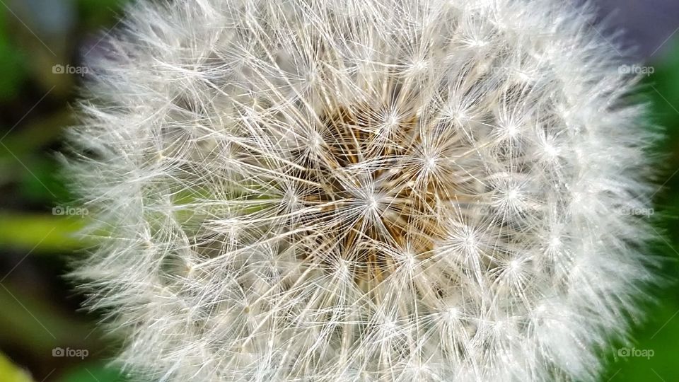 Blow. dandelion in my yard