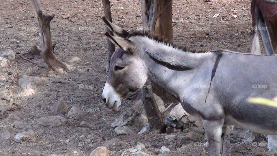 midsummer dream donkey shakespeare by riverracer