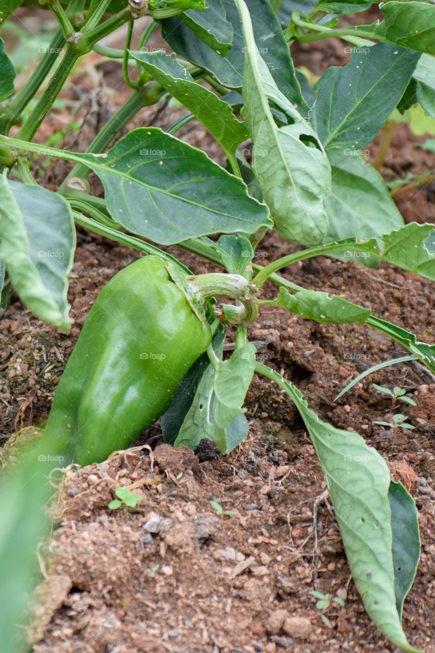 vegetable garden