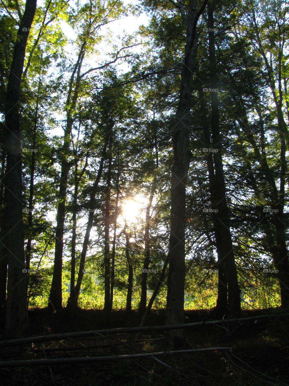 Sun Through the Trees