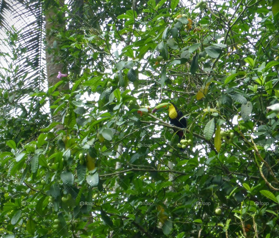 Toucan in the forest