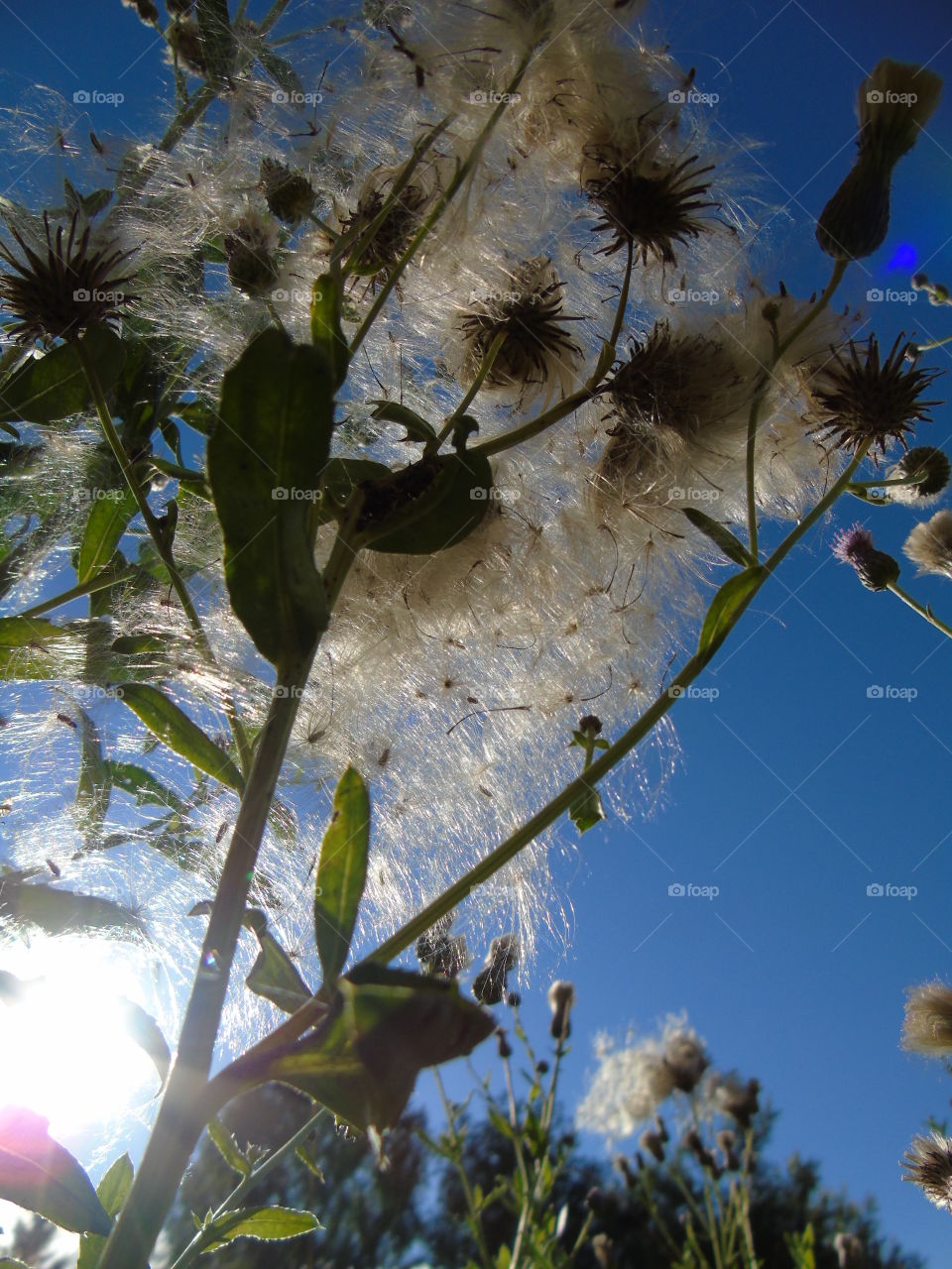 The sun tangled in feathers