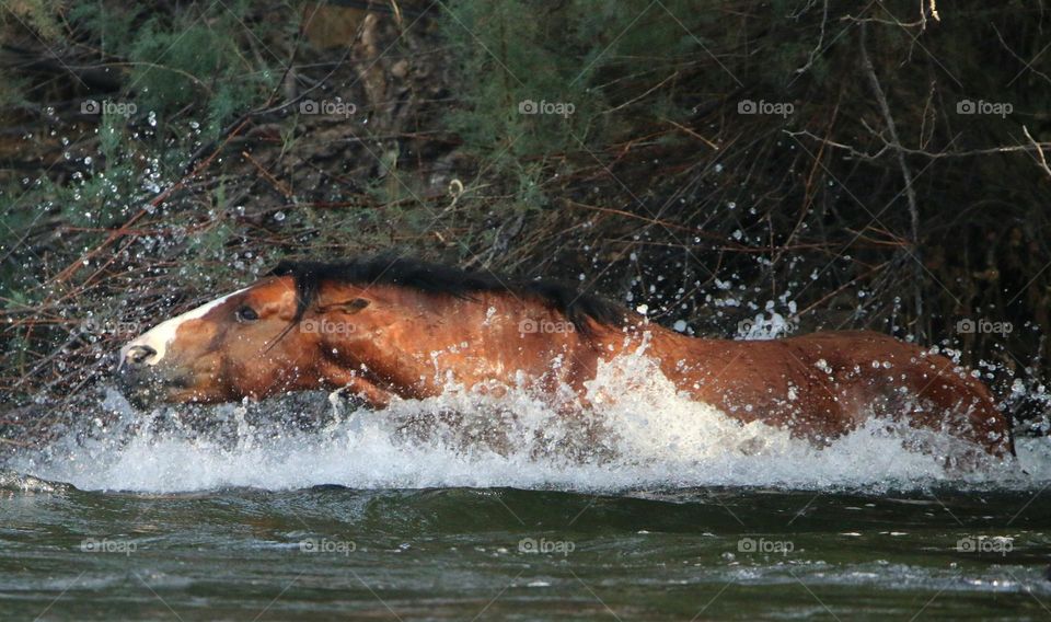 Wild Stallion Pursuing A Mare