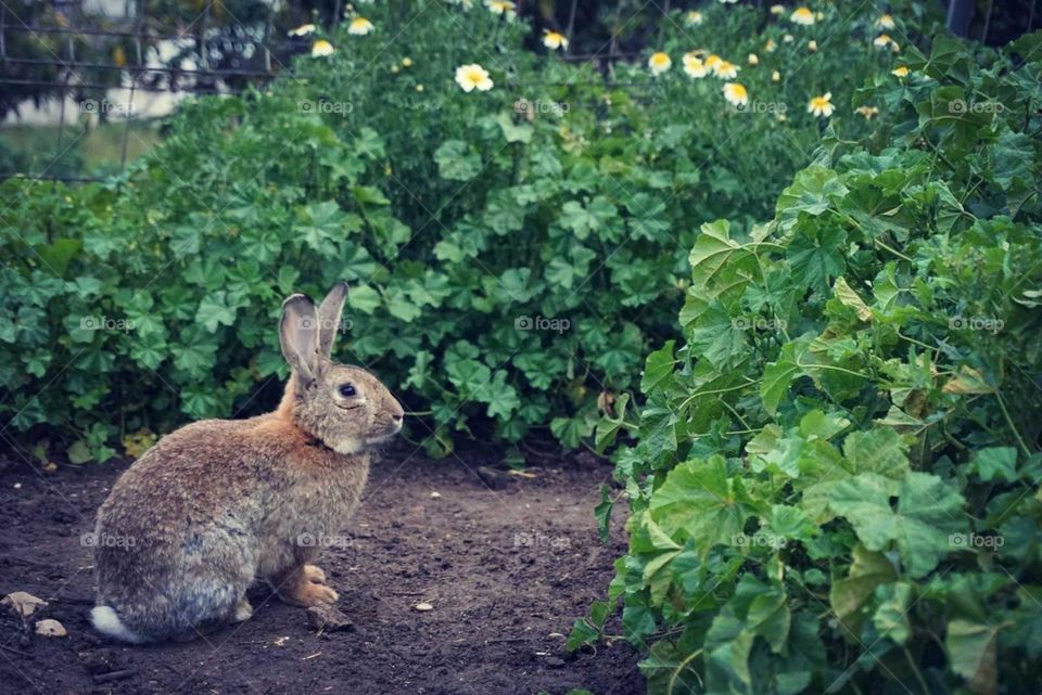 Rabbit#animals#nature#cute