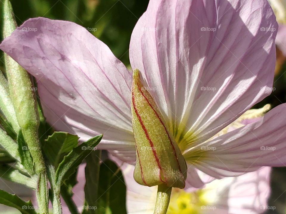 Closeup of the beautiful intricate details of a spring wildflower.