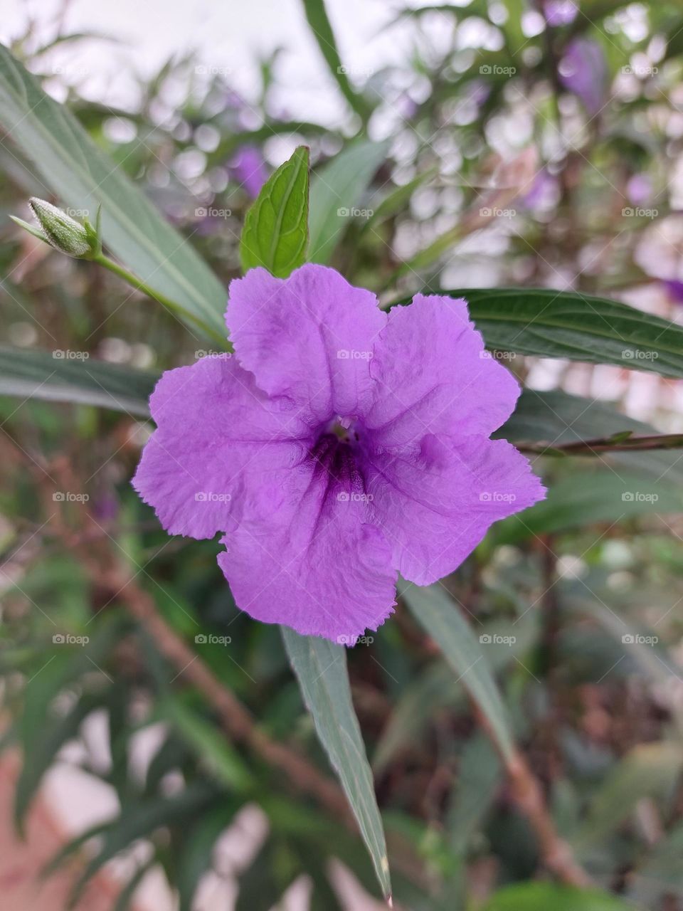 Ruellia Angustifolia flowers