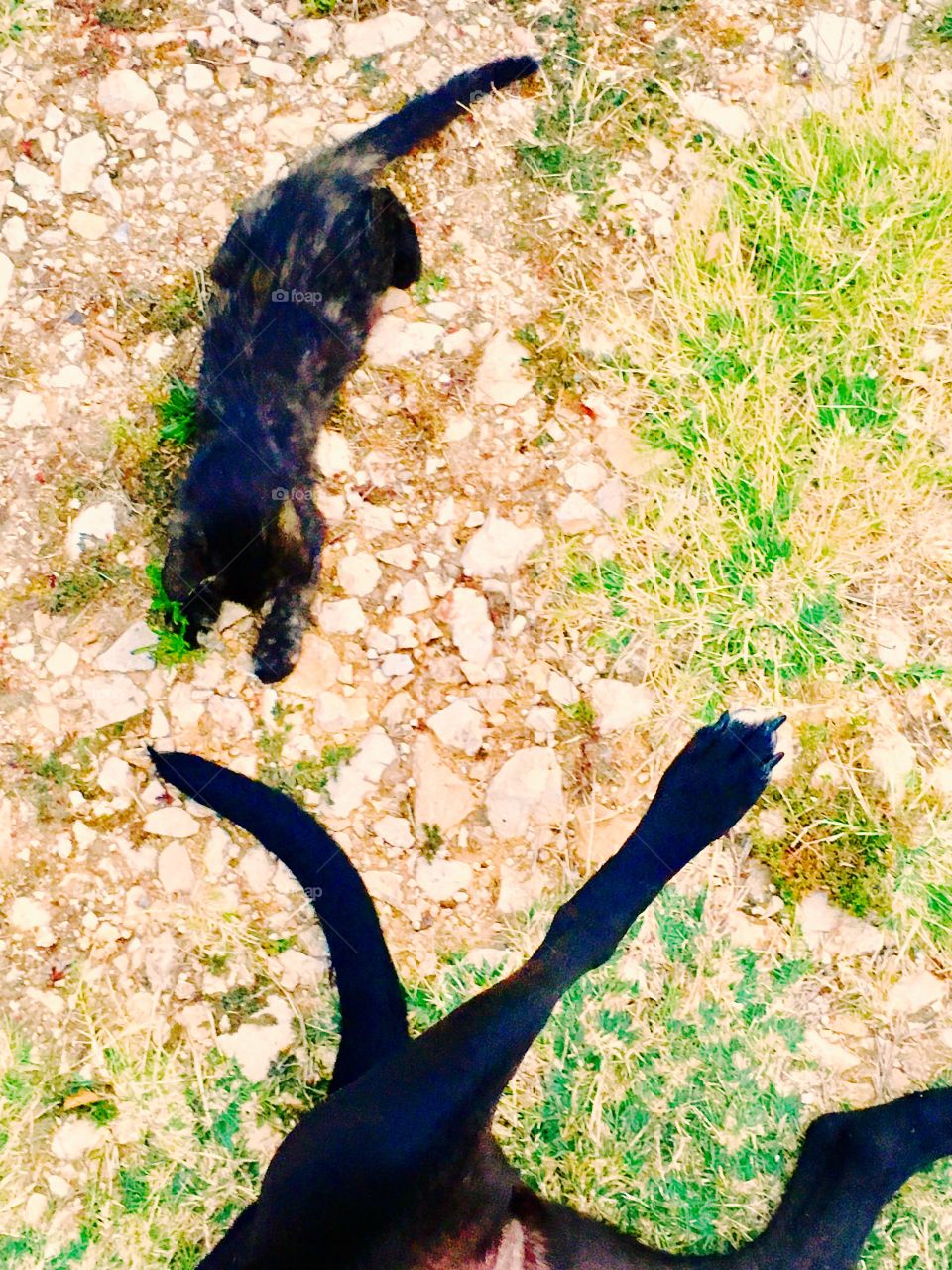 Kitty playing with dogs tail 