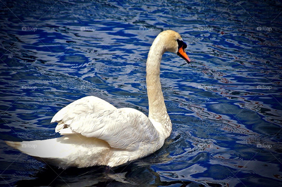 blue water swan love by krispett