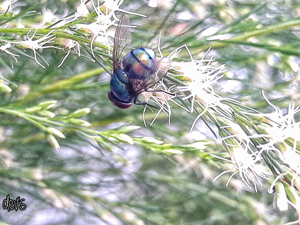 The fly that prefers sweetness to a long life may drown in honey

-- George Santayana