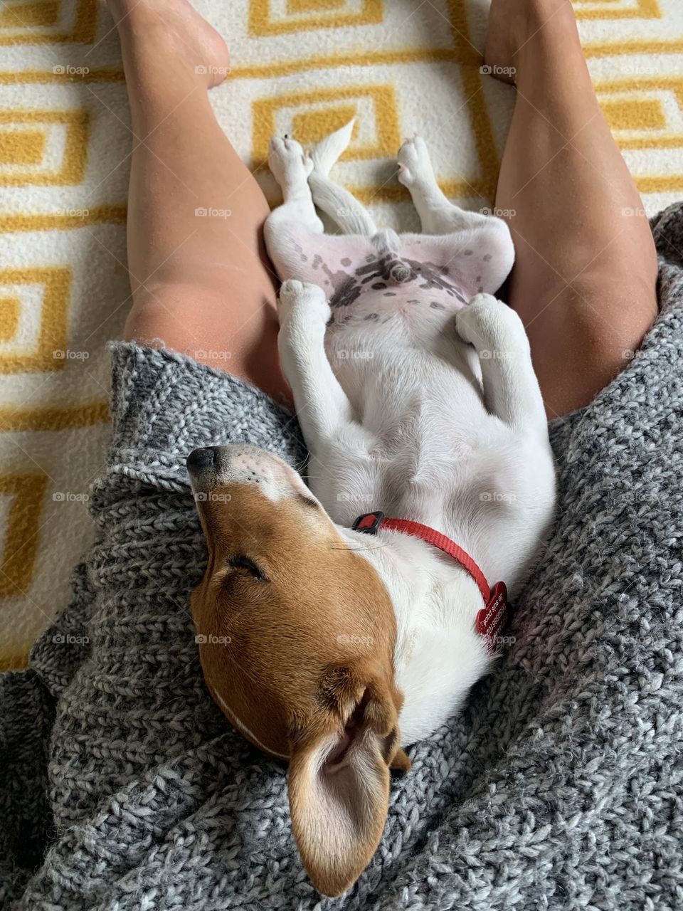 Mobile Series : Animals 