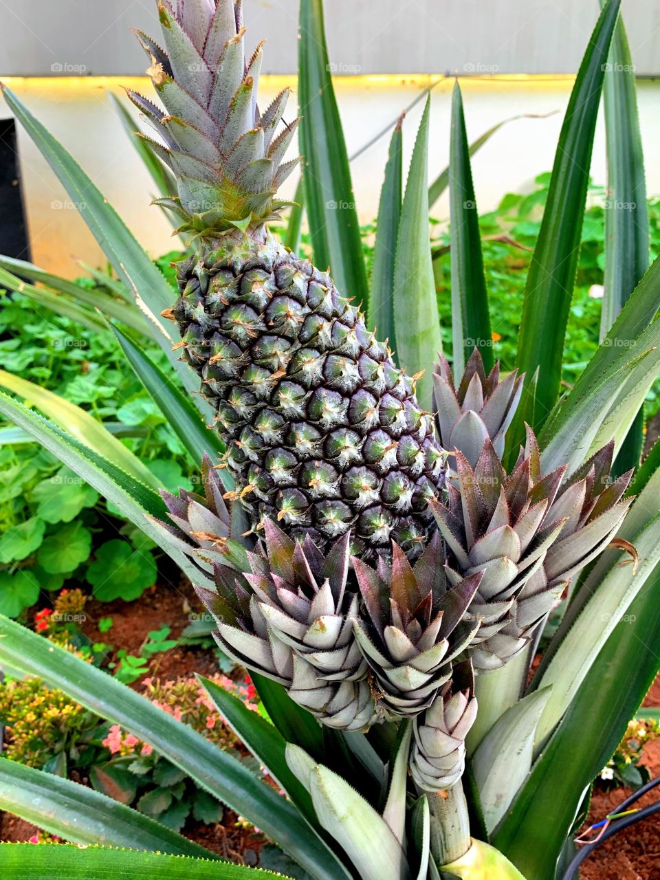 Pineapple plantation