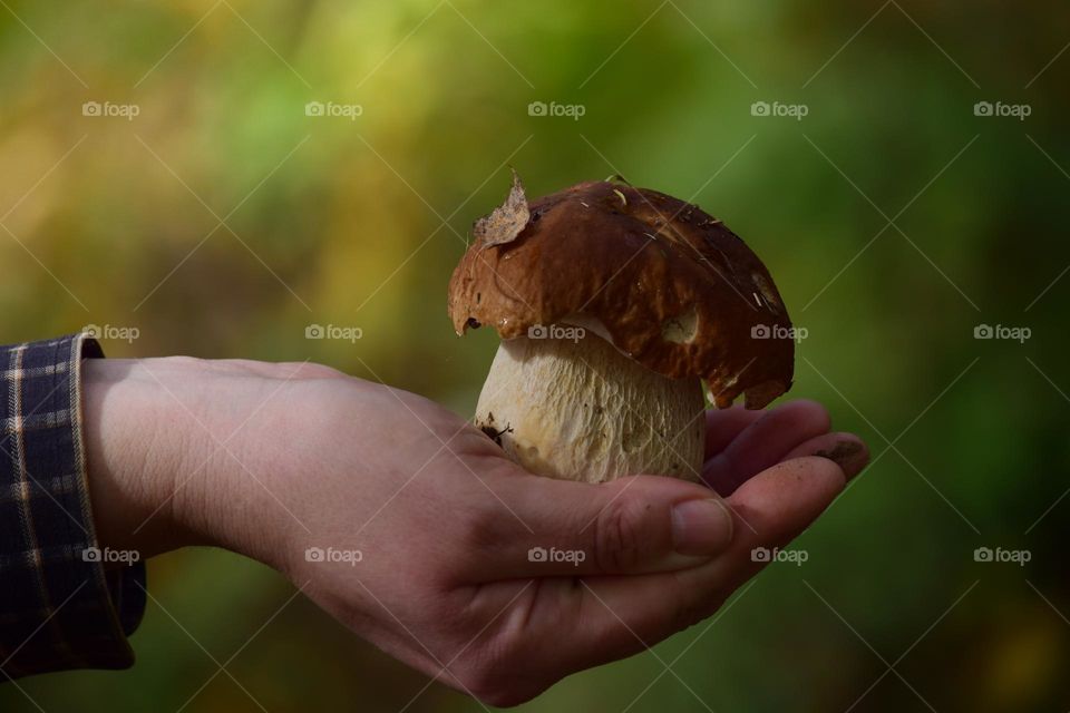 A brown mushroom