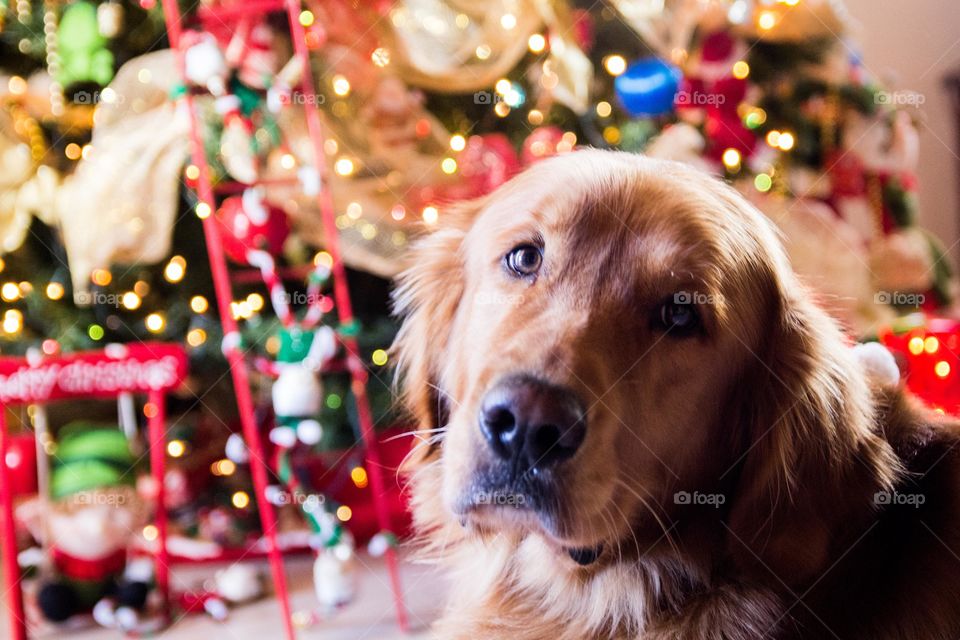 Christmas Dog