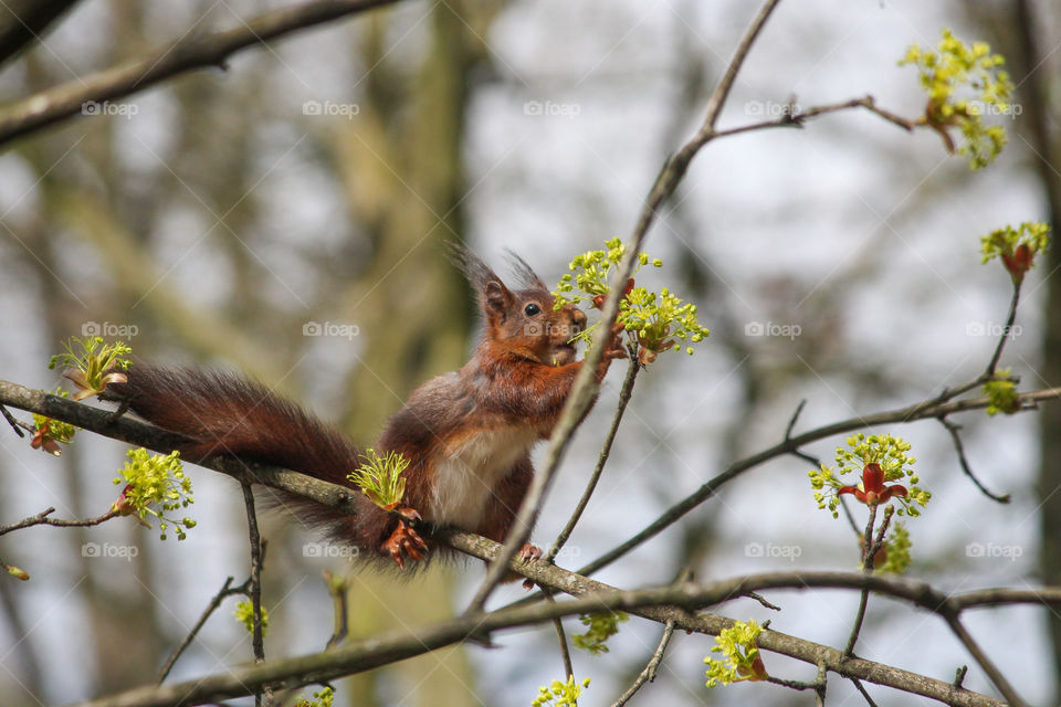 Squirrel eating flowers