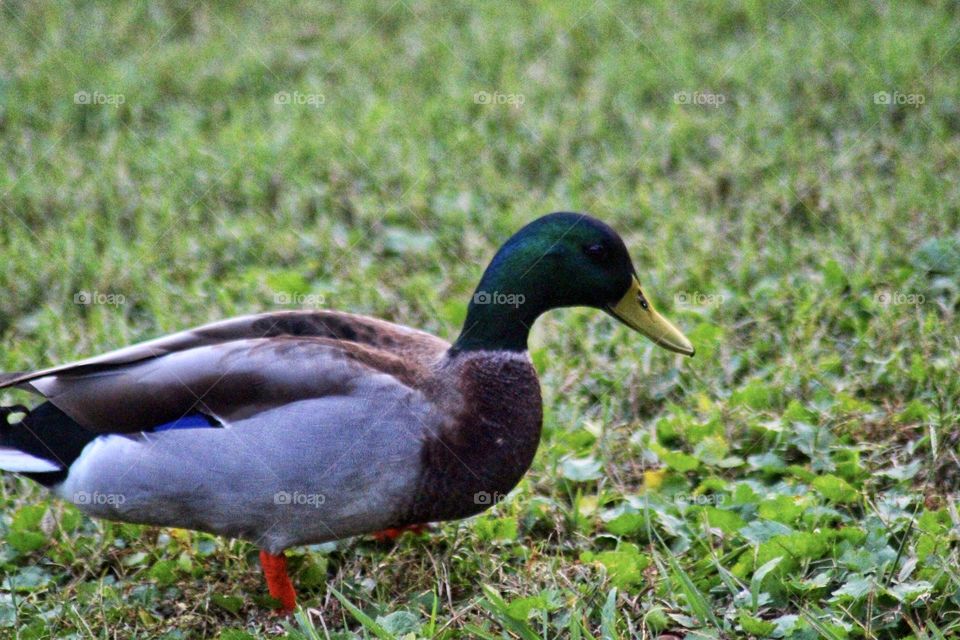 Mallard 🦆