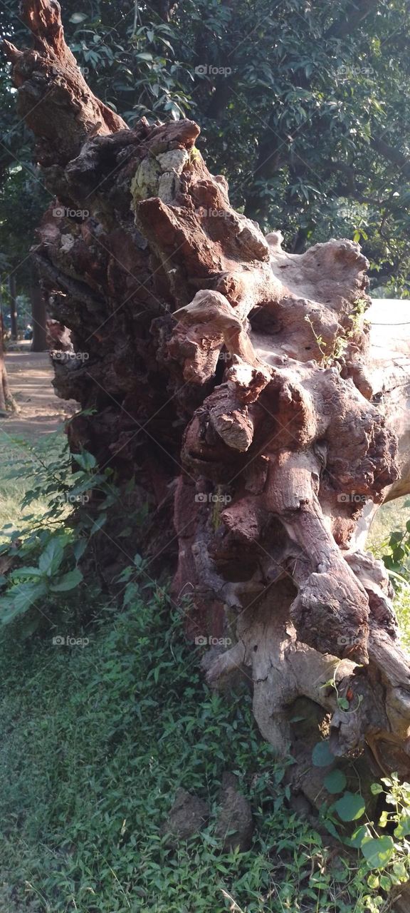 dried tree root