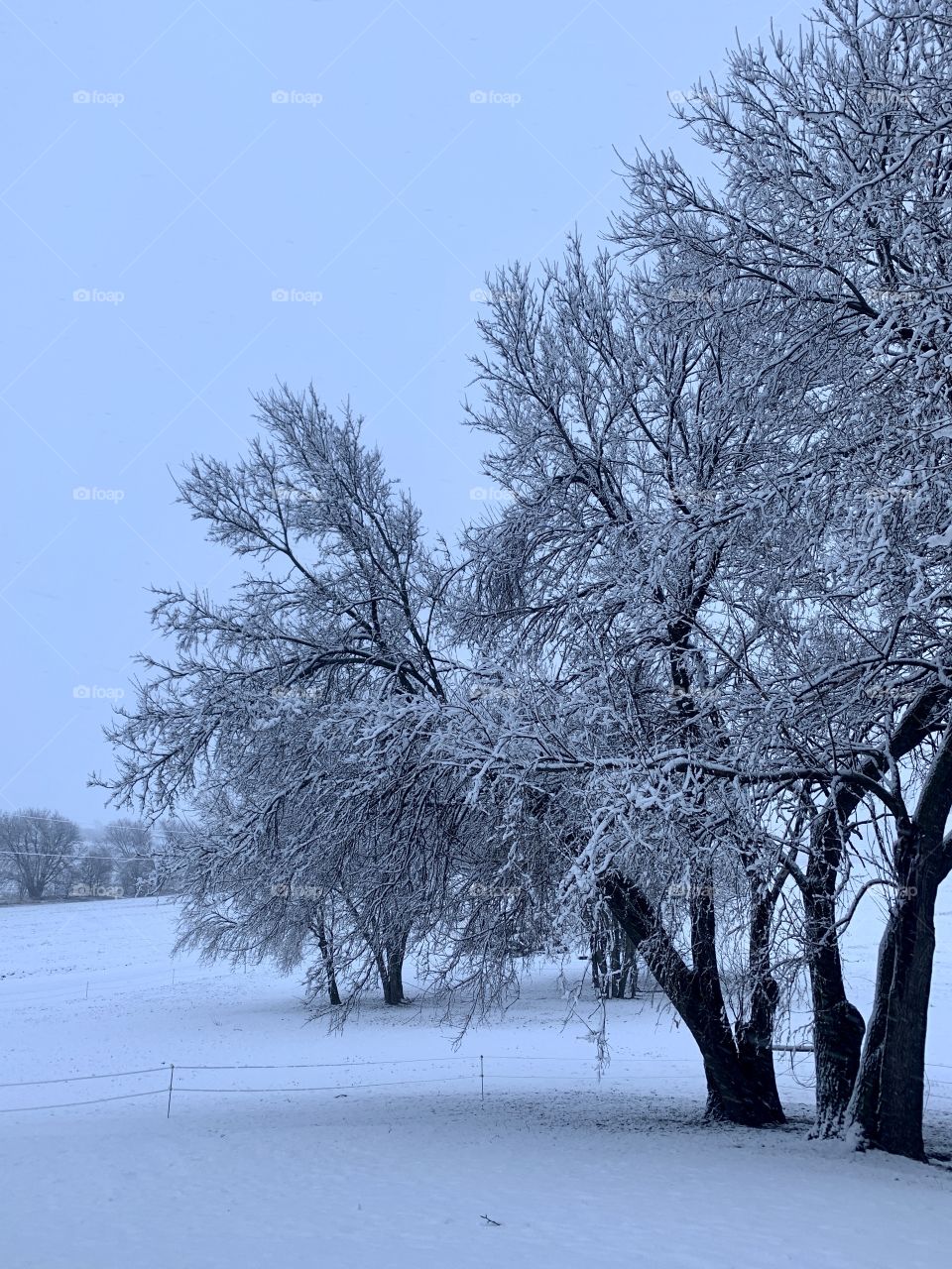 Large trees with snow-covered branches in a rural setting under a cloudy sky