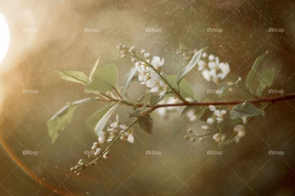 Blossom branch of a bird-cherry tree at sunset