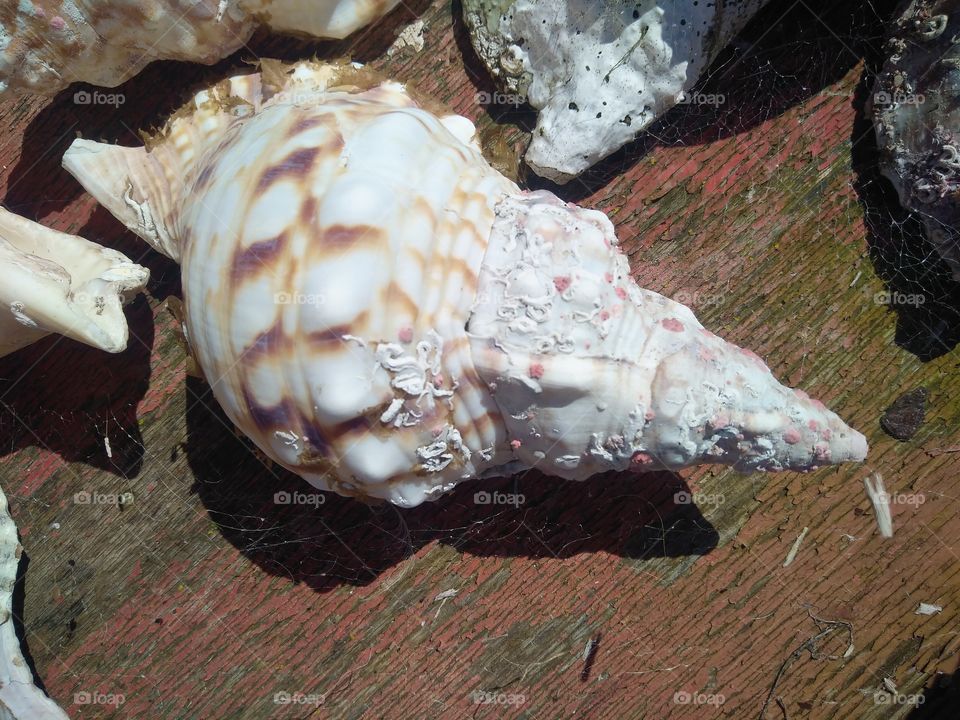 Seashells on a boat outside