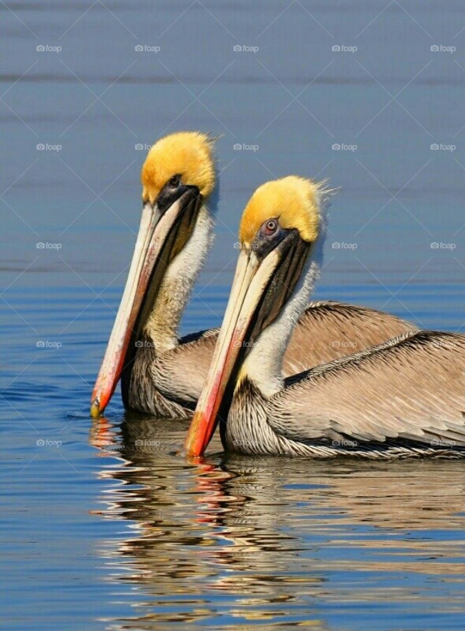 A pair of pelicans