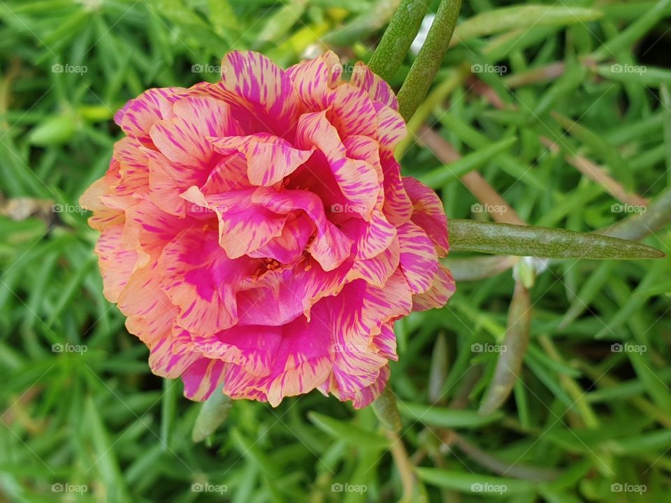 the portulaca grandiflora