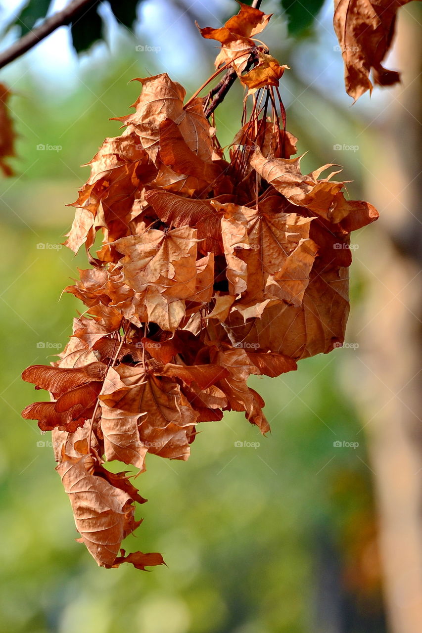 Dry autumn leaves