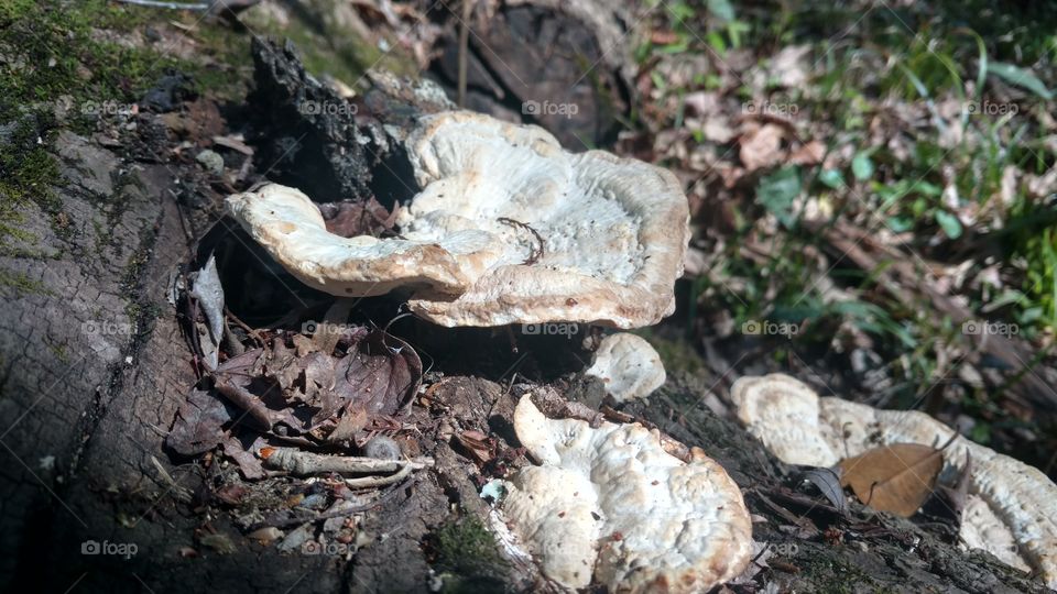 Nature, Fungus, Mushroom, Wood, Outdoors