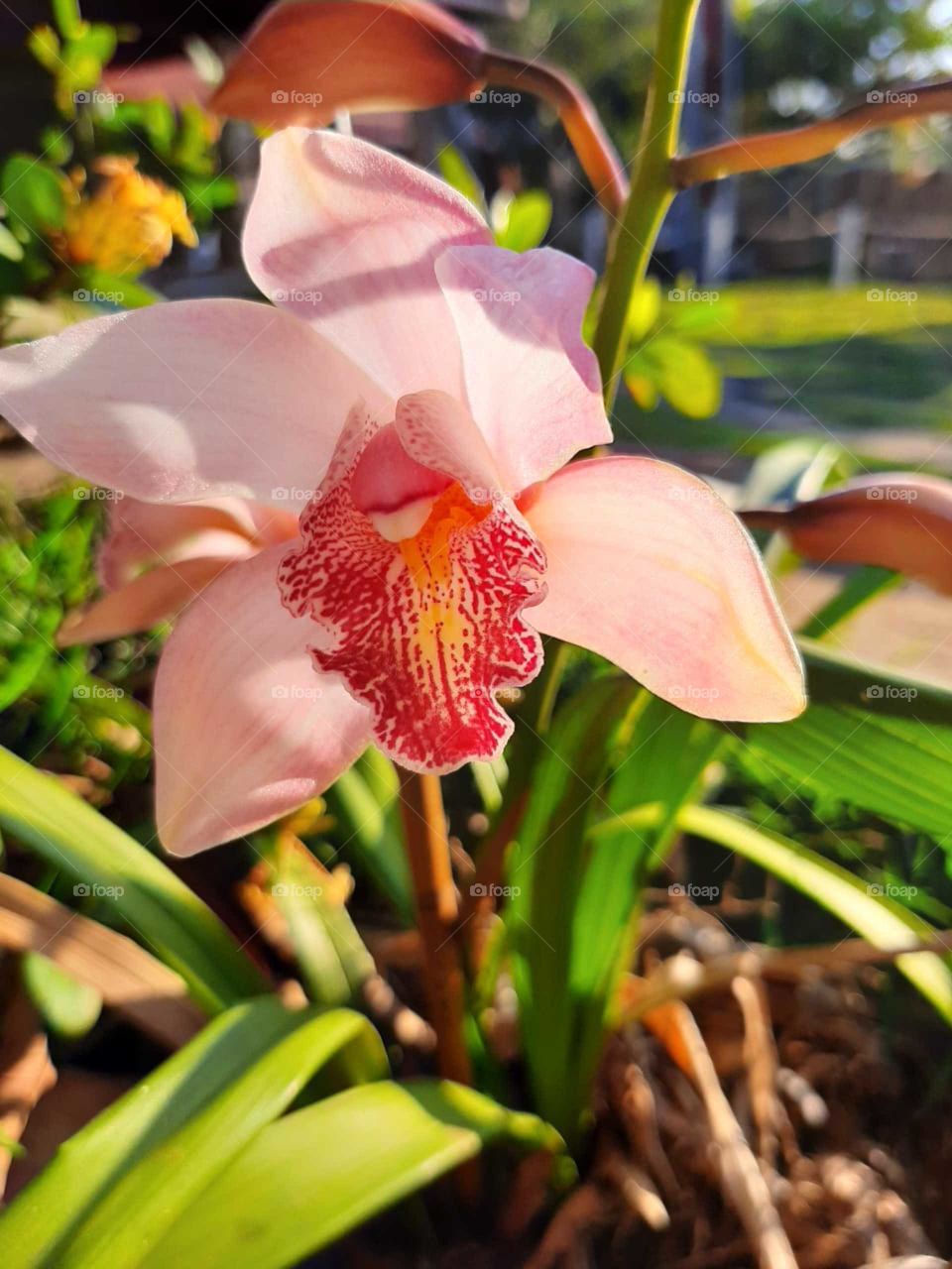 Suavidade e delicadeza...