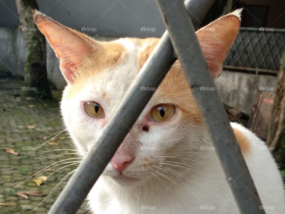 A Cat In The Fence