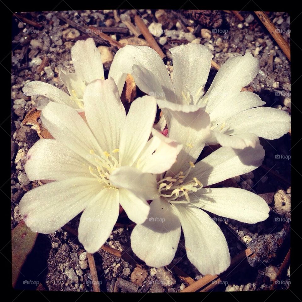 Ground Flowers