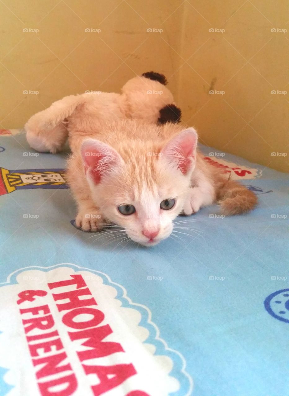 Cute 2 months old kitten...