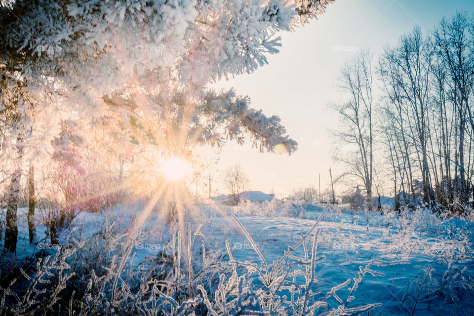 Sun rays through upper branches of trees