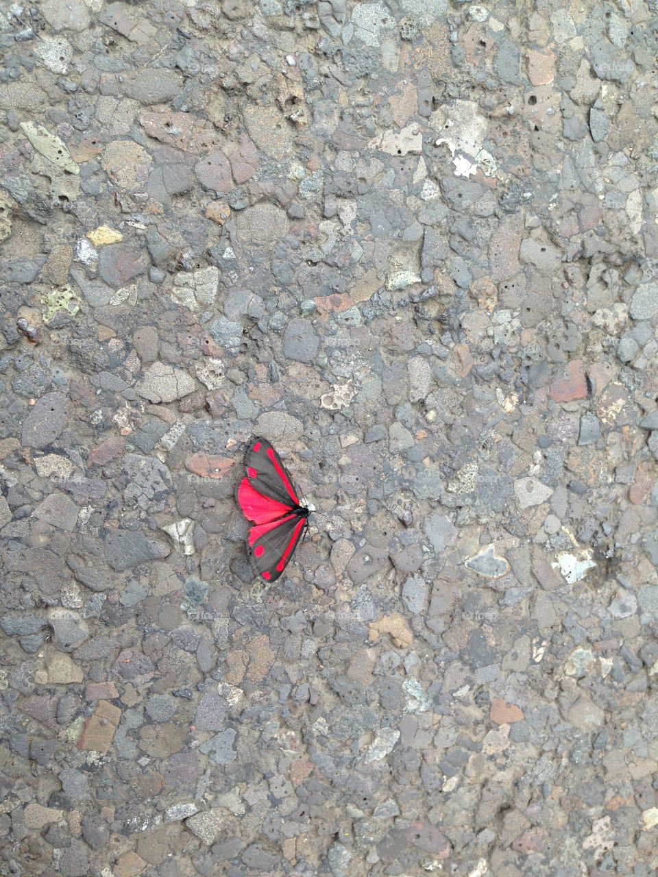 A red butterfly on a grey pavement
