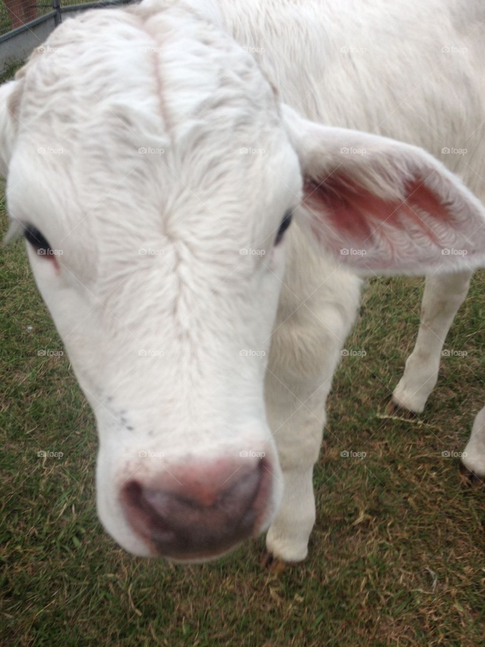 Close-up of calf