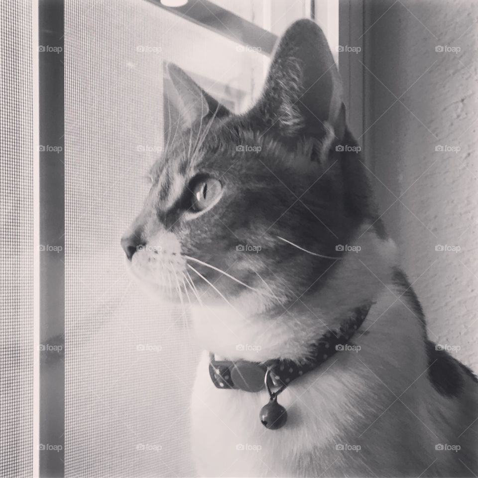 Black and white cat staring out window