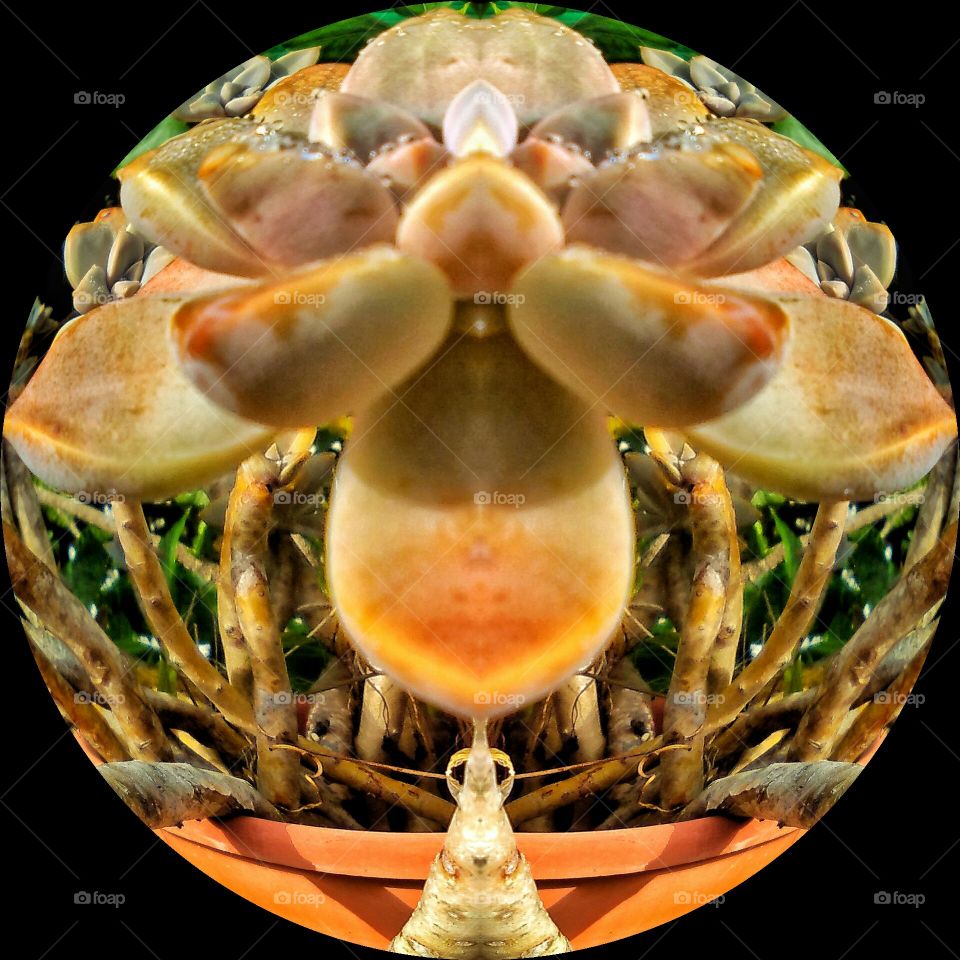 Mirrored Wanderer Plant