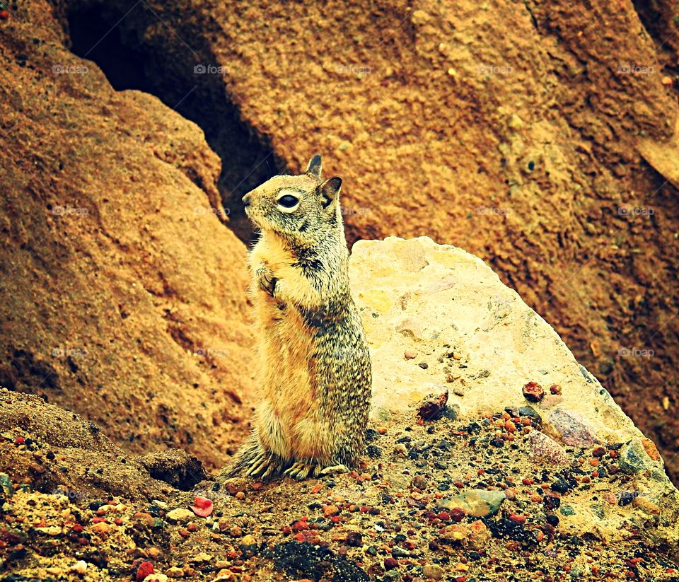 Ground Squirrel