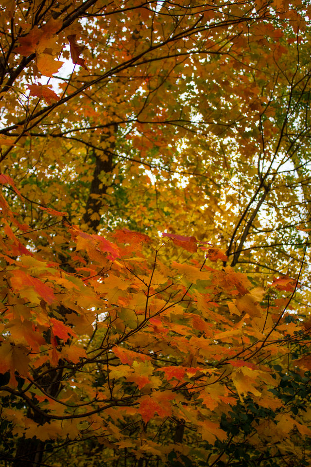 Lovely Leaves