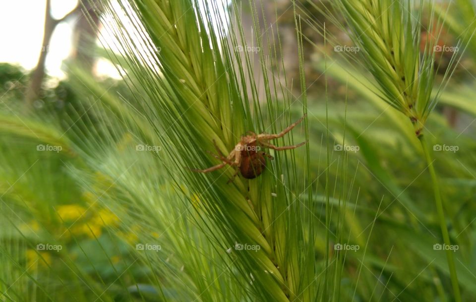 A Spider on a Plant