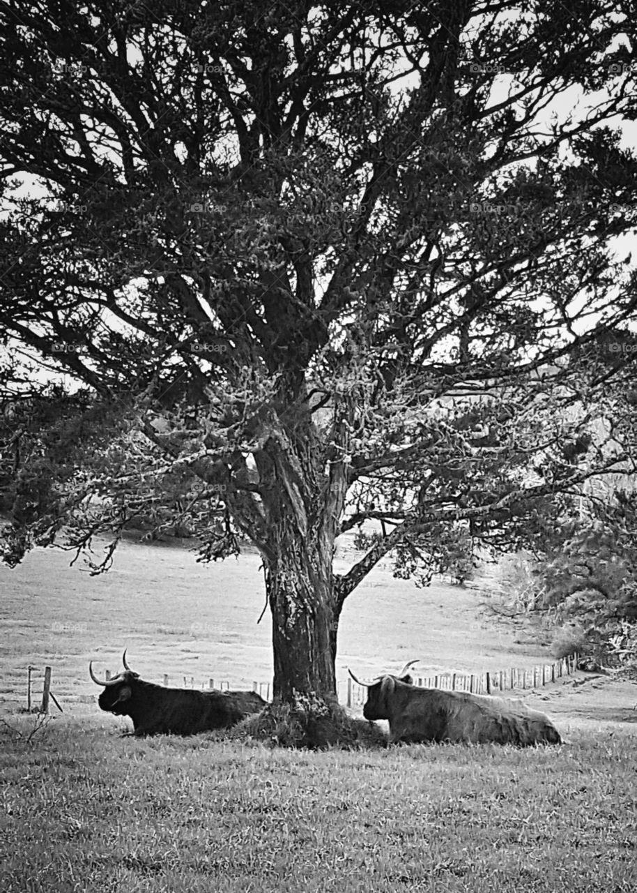 monochrome cows