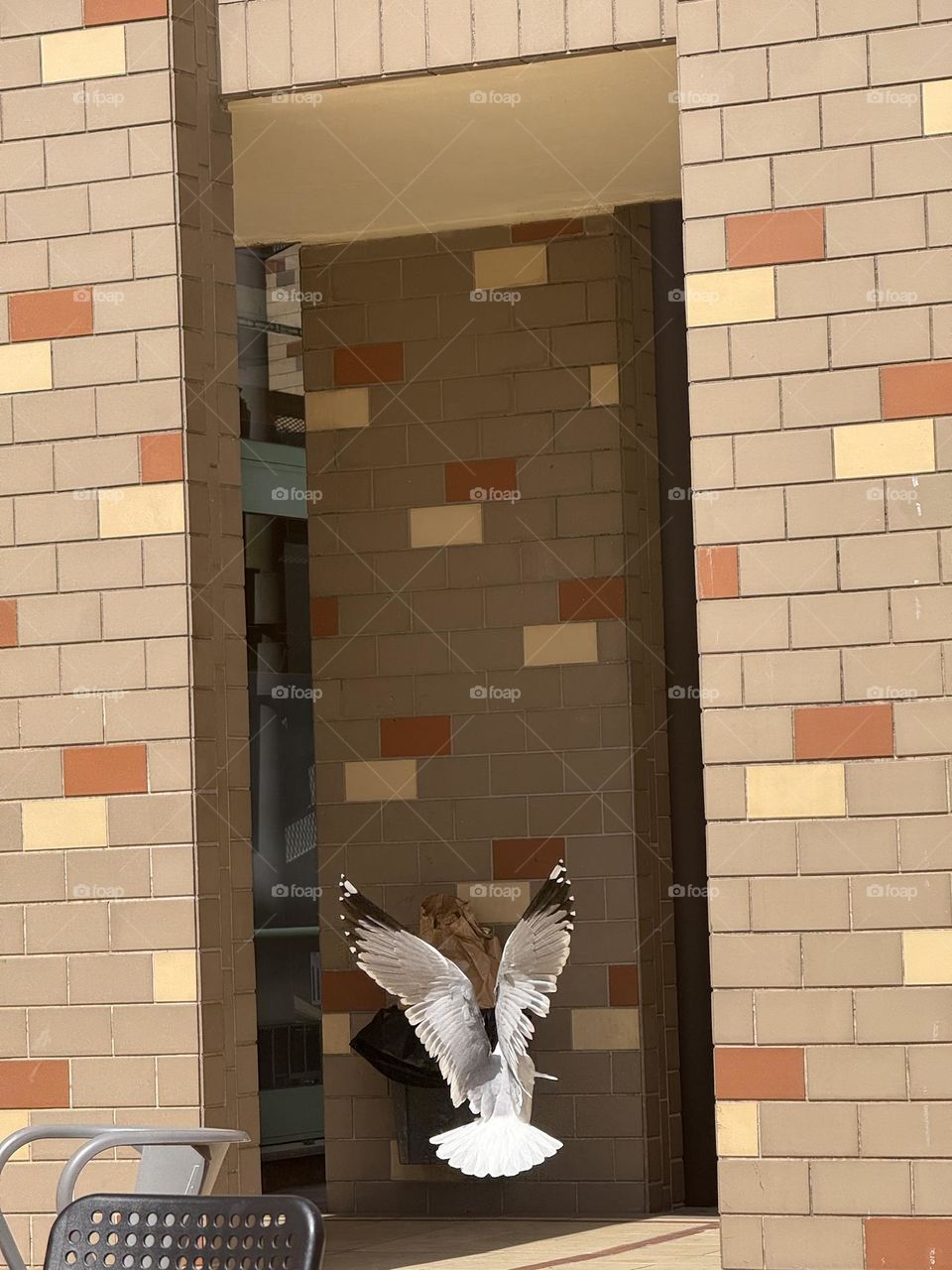 Gaivotas em missão secreta: infiltrar- se no bar e roubar a cena!