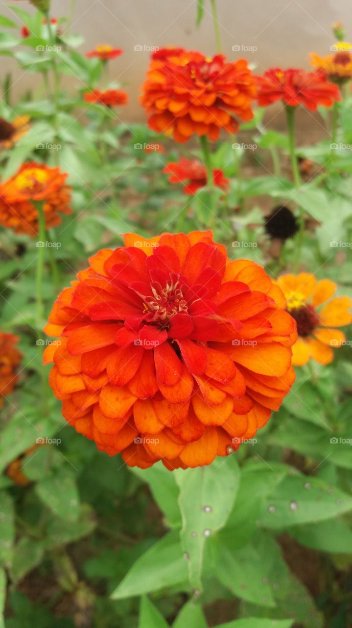 O bem sempre me quer.