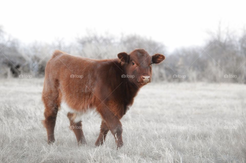 Baby Shorthorn calf in pasture. 