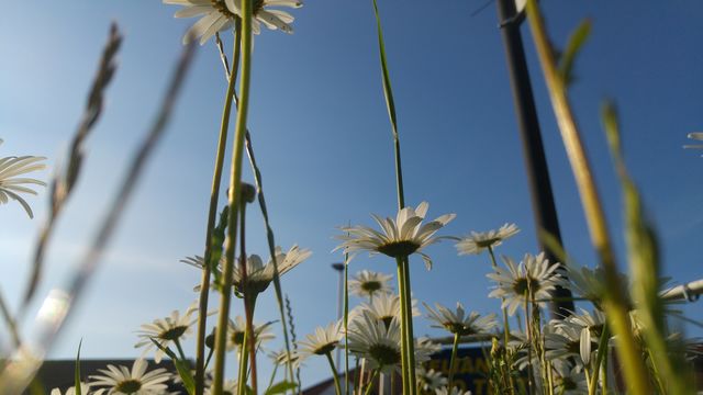 flowers