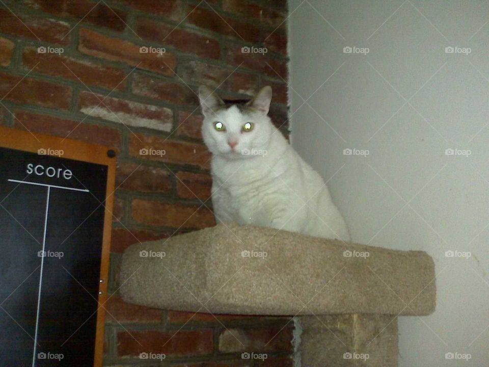 Cat On Tippy Top Of Cat Tree