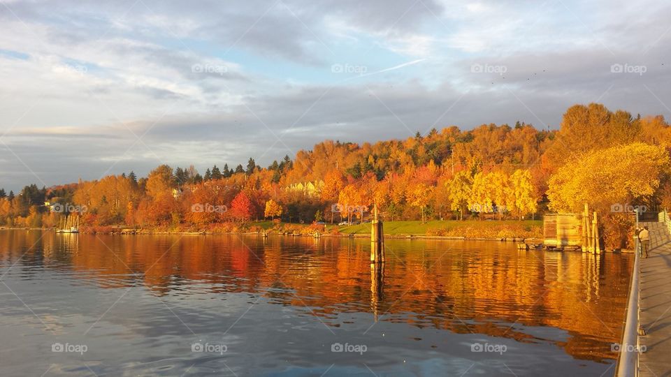 Fall at Lake Washington Gene Coulon
