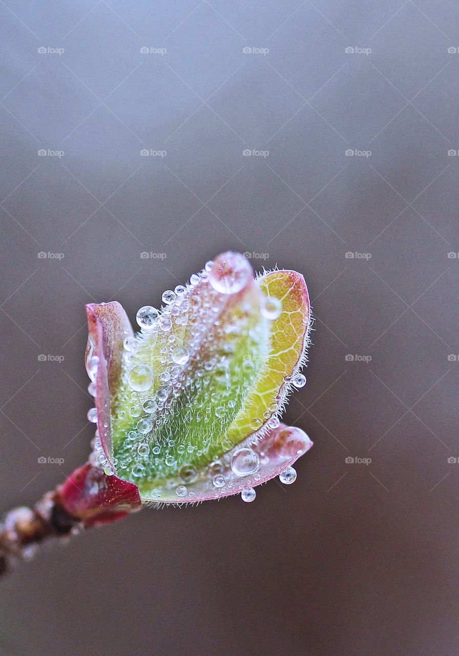 Bud with dewdrops 