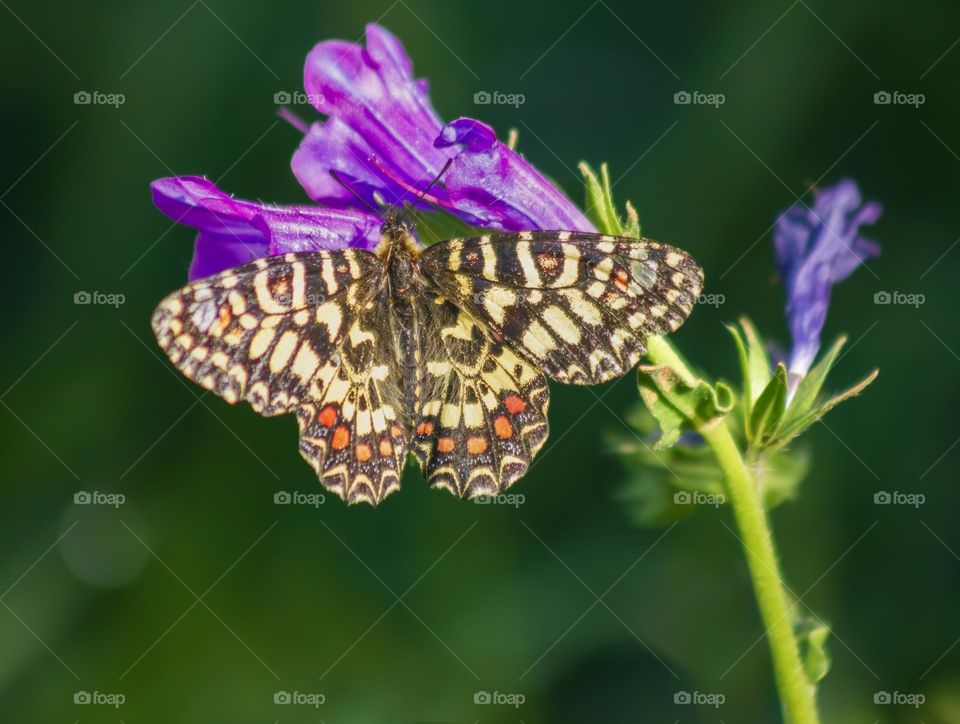 Spanish Festoon butterfly on a purple flower